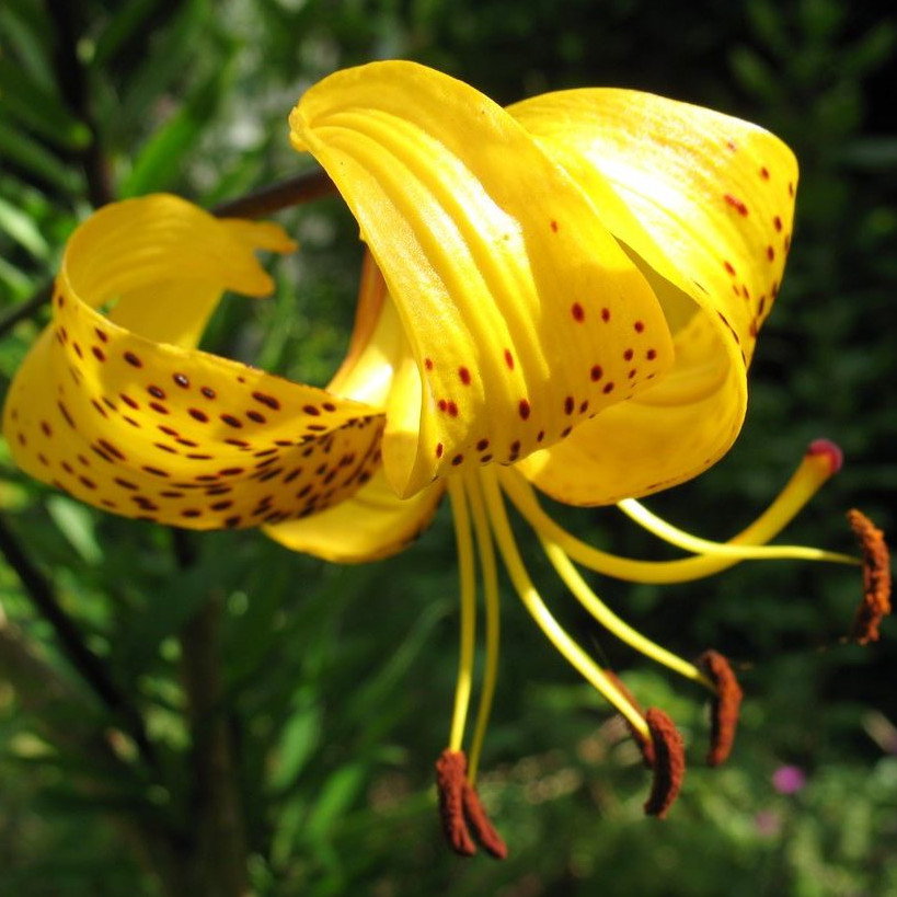 Lilium Leichtlinii