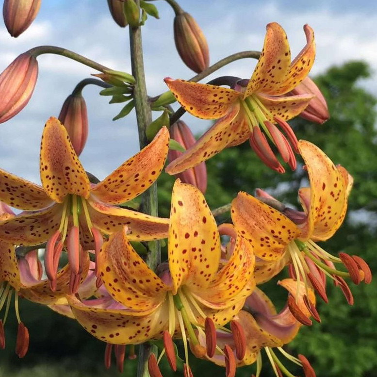 Lilium Martagon Bronze Medallion