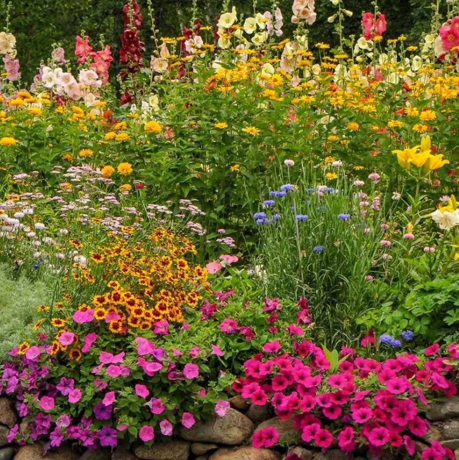 Nurserymans Ultimate Cottage Garden Mixture