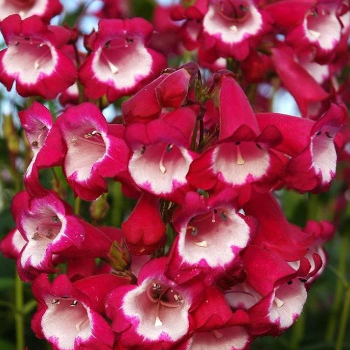 Penstemon Amelia Jane