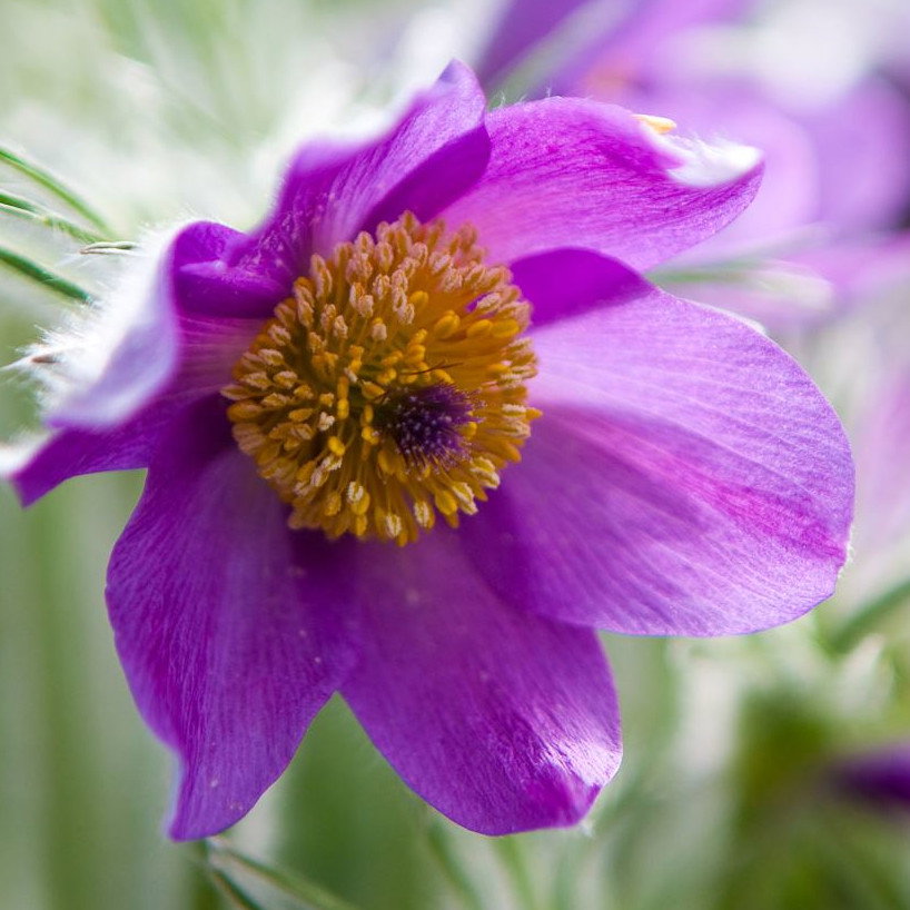 Pulsatilla Ambigua