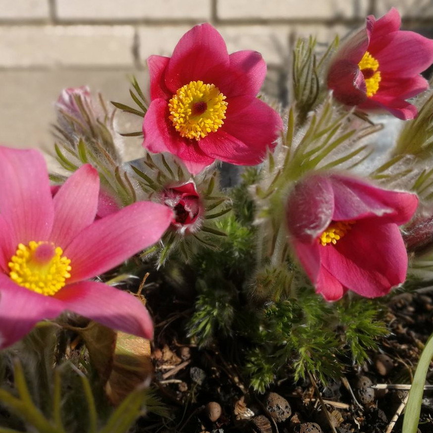 Pulsatilla Vulgaris Rosen Glocke
