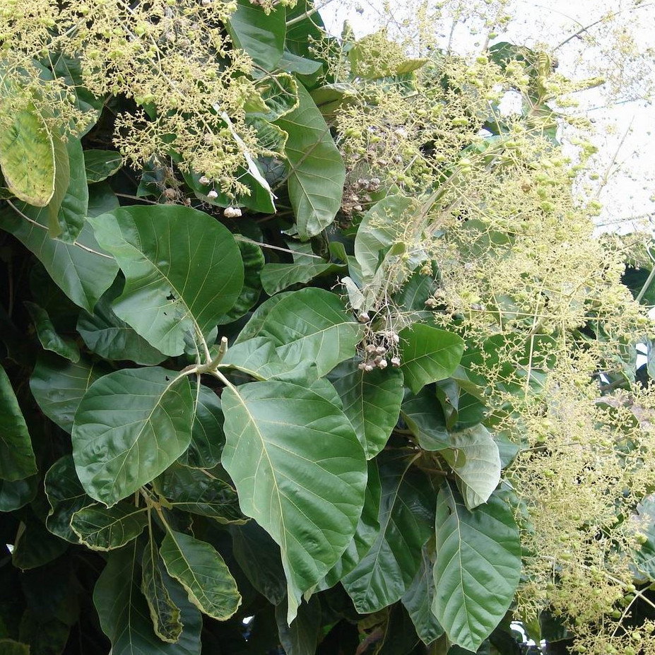 Tectona Grandis
