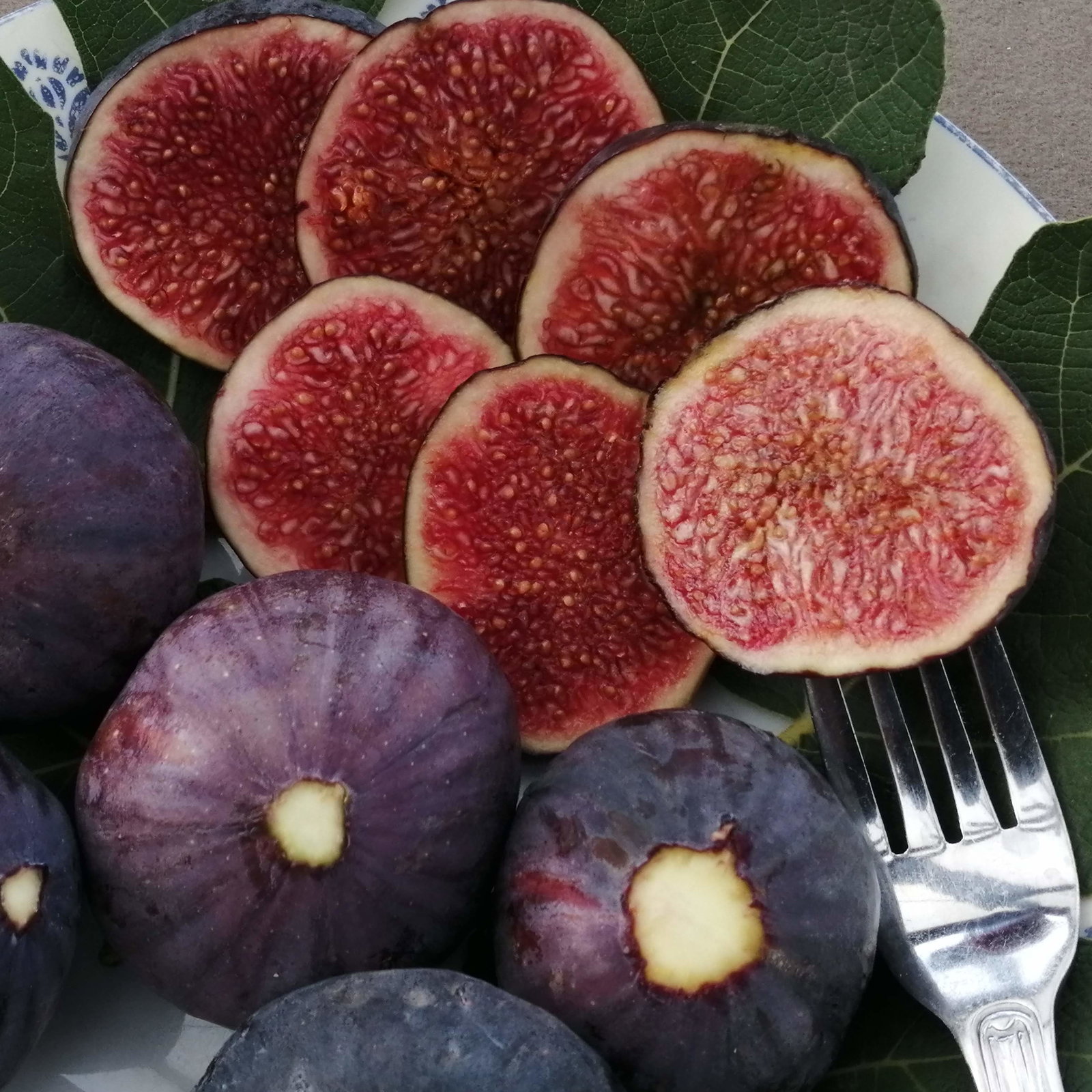 Fig Purple