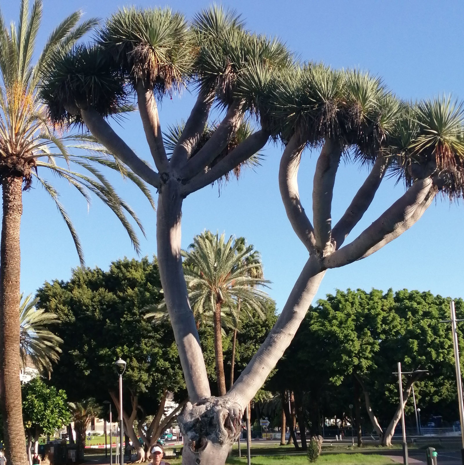 Dracaena Draco