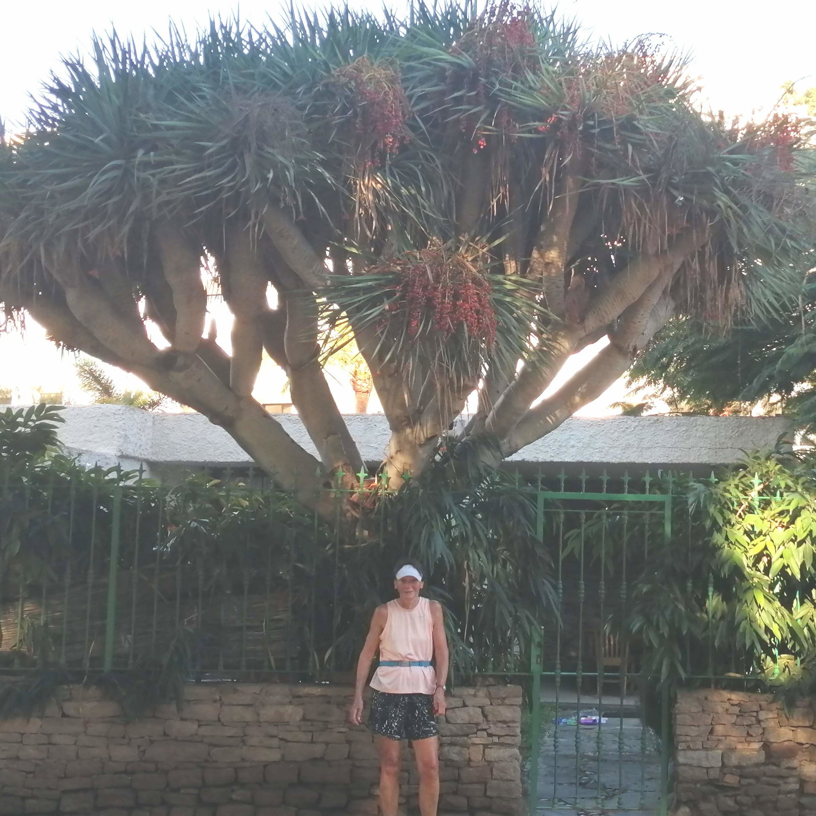 Dracaena Draco