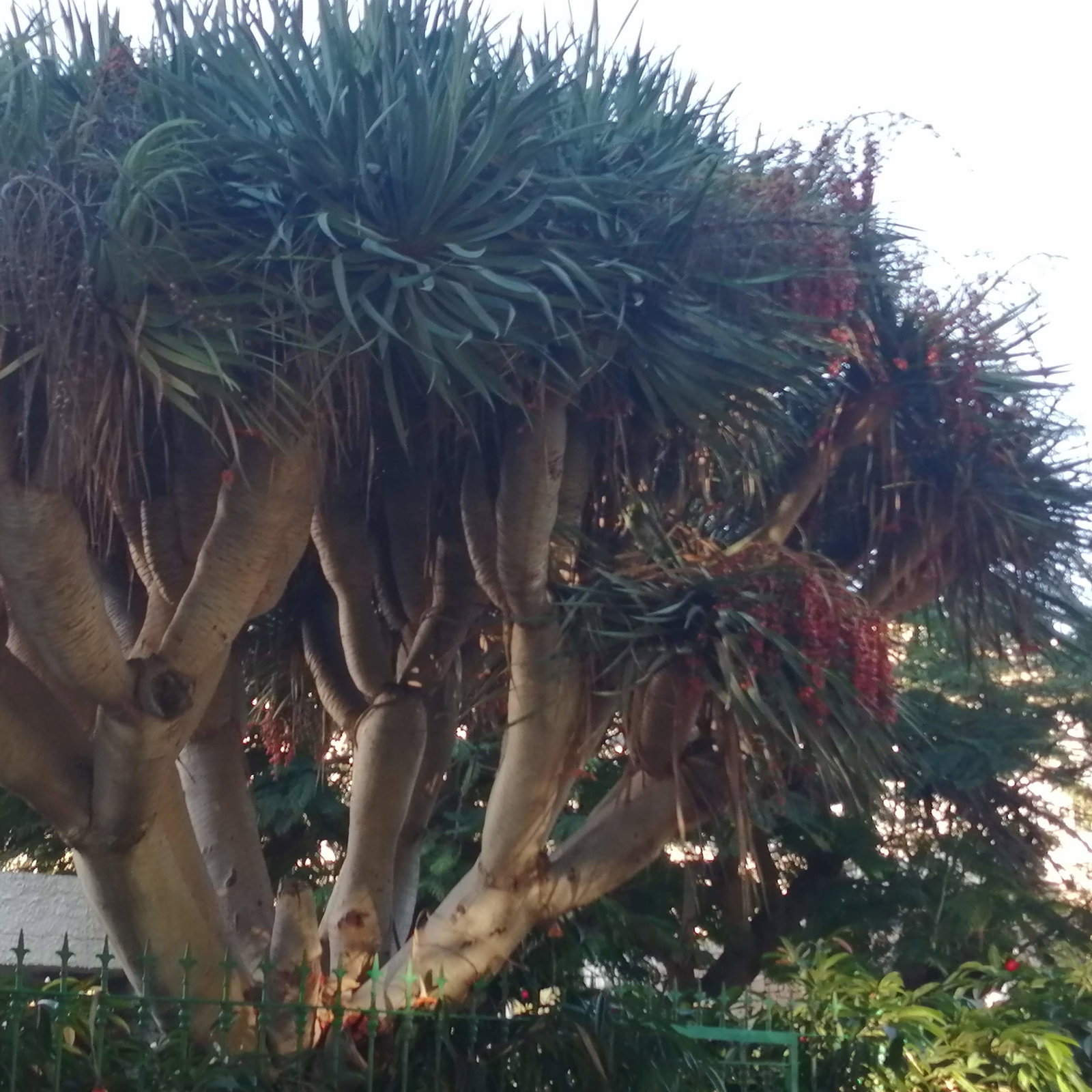 Dracaena Draco