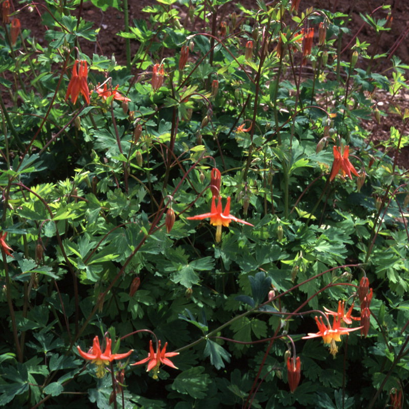 Aquilegia Canadensis