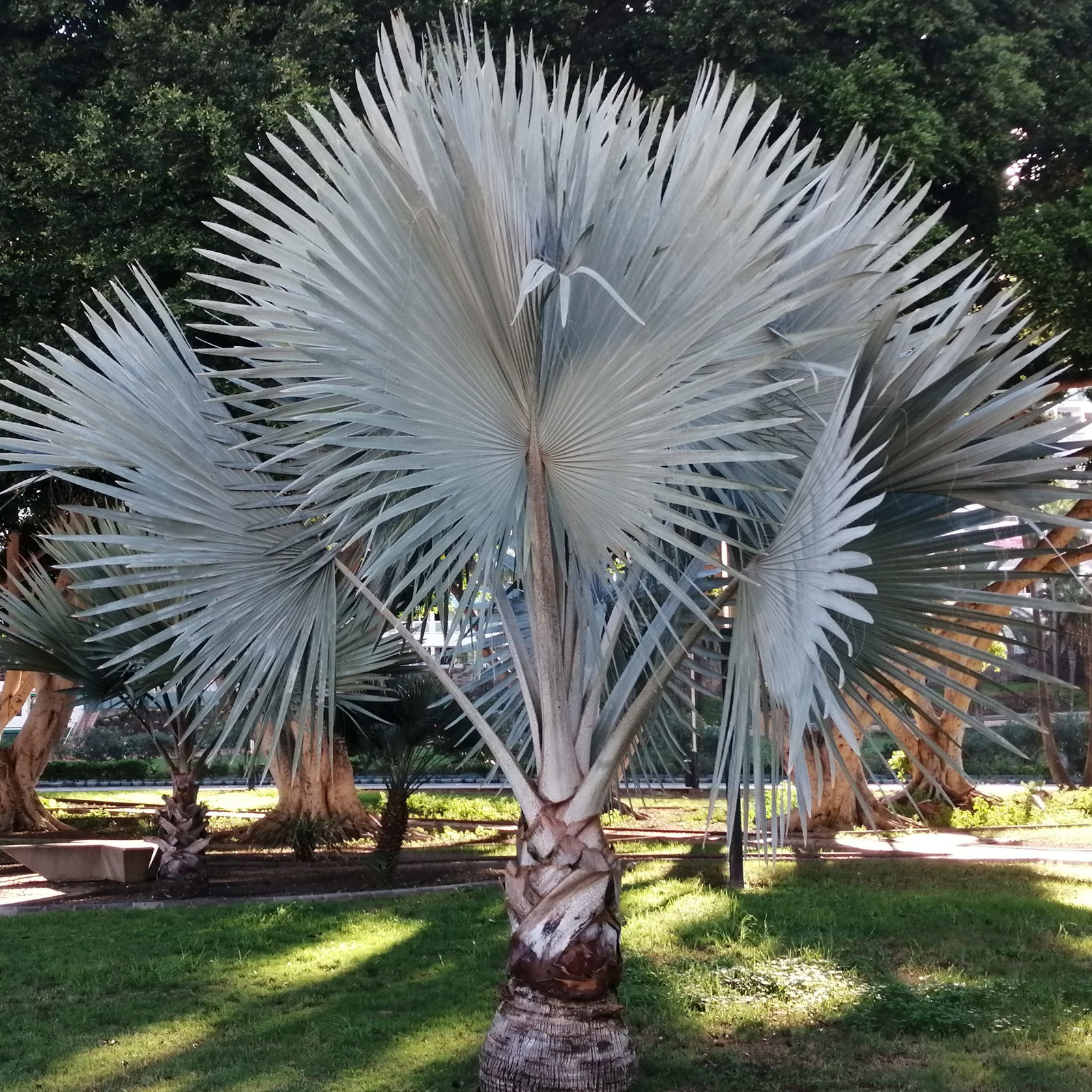 Bismarckia Nobilis