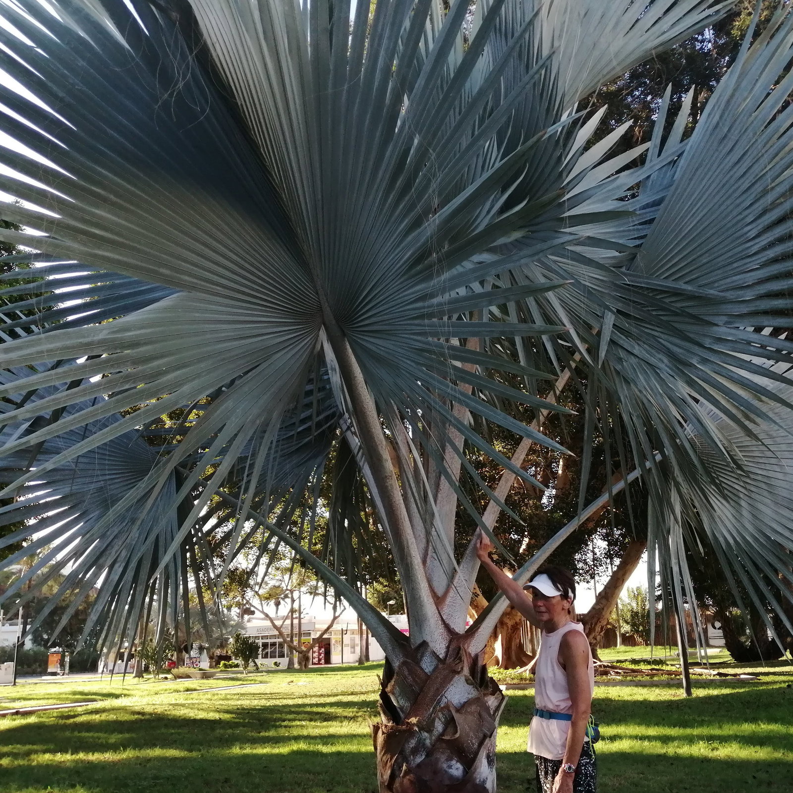 Bismarckia Nobilis