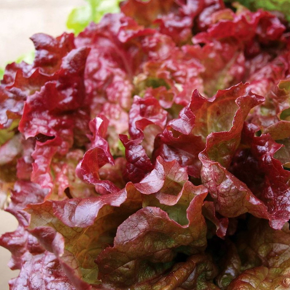 Lettuce New Red Fire