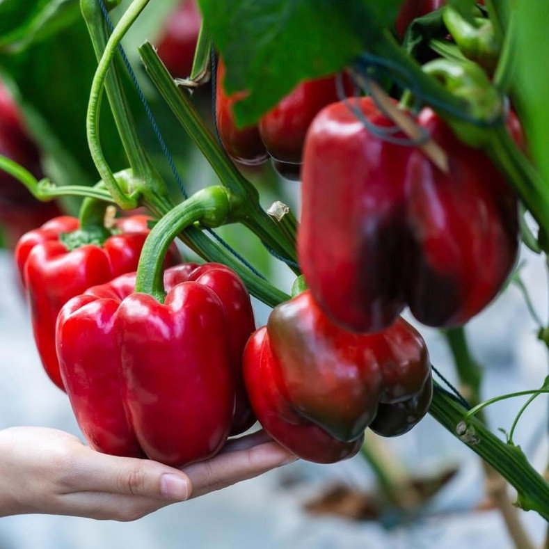 Pepper Californian Wonder