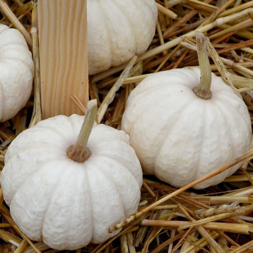 Pumpkin Baby Boo