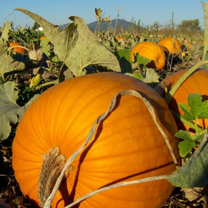 Pumpkin Hundred Weight