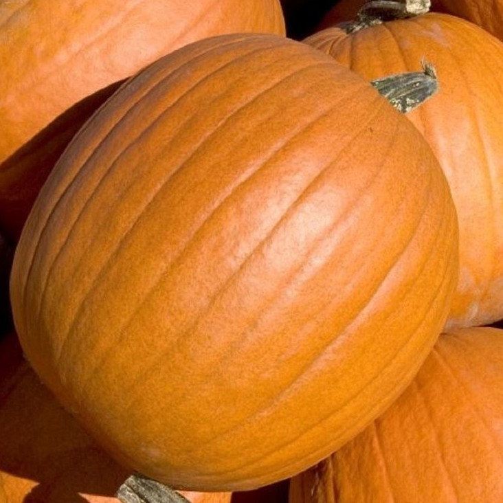 Pumpkin Tom Fox