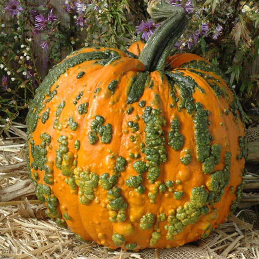 Pumpkin Warty Goblin F1