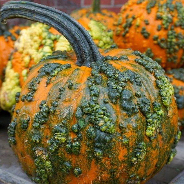 Pumpkin Warty Goblin F1