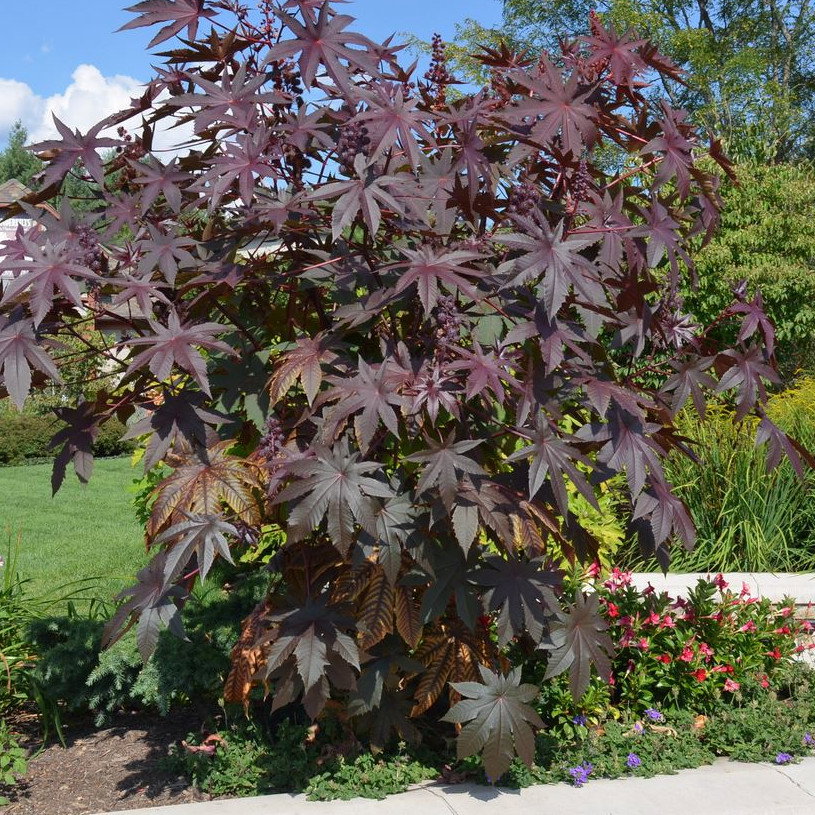 Ricinus Communis Gibsonii