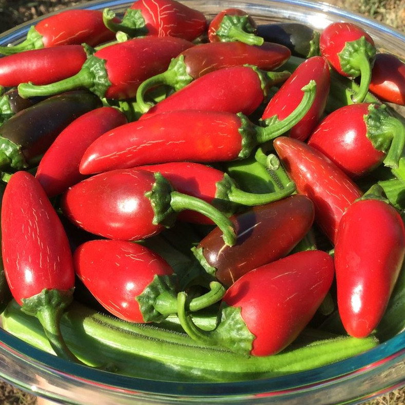 Pepper Jalapeno