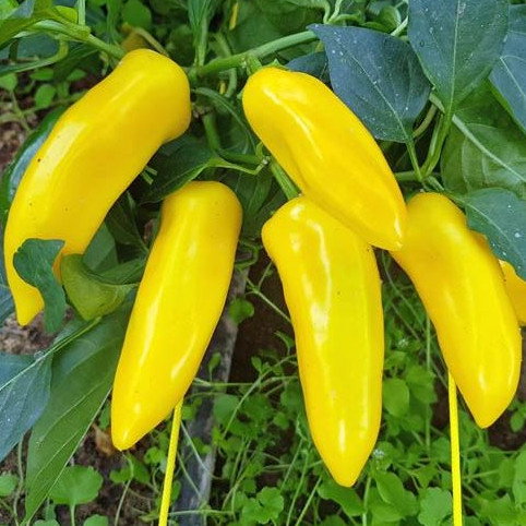 Pepper Lemon Dream