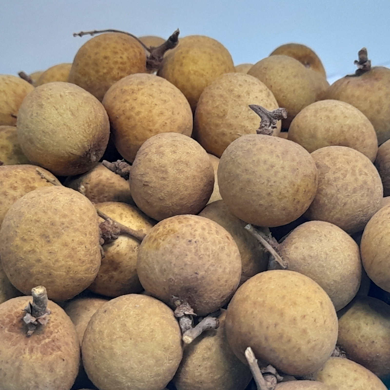 Didimocarpus Longan