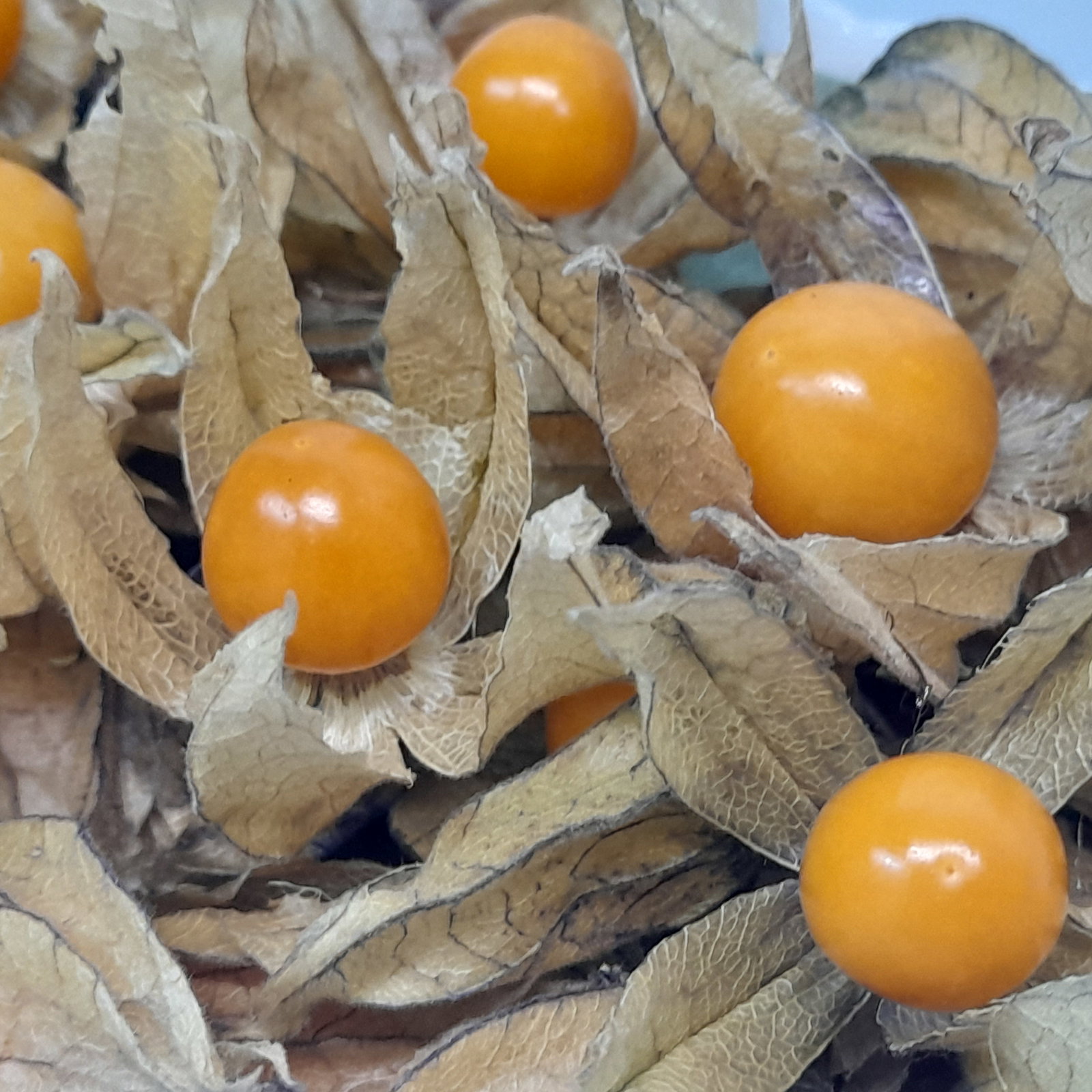Physalis