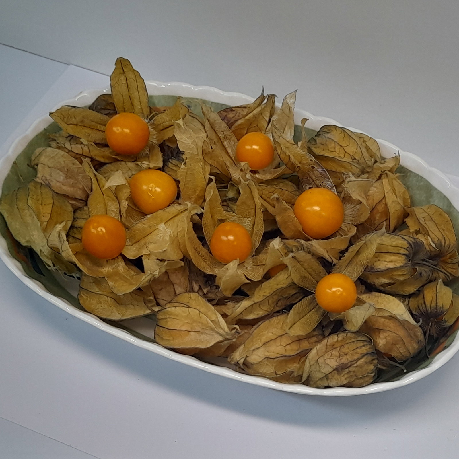 Physalis