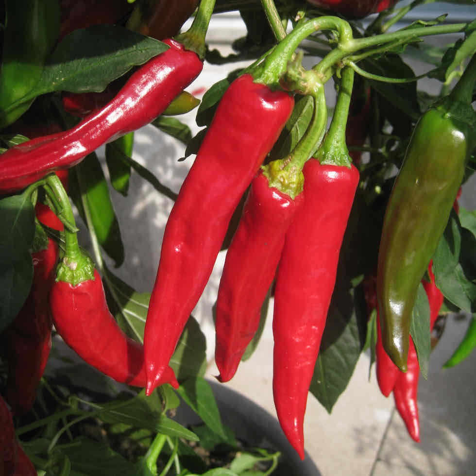 Pepper Hot Lhasa F1