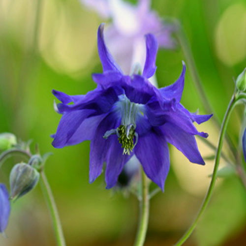 Aquilegiaclematiflorablue