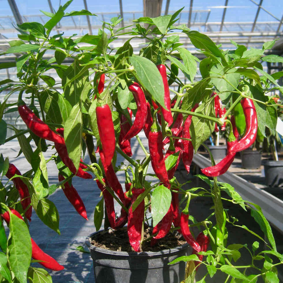 Pepper Hot Lhasa F1