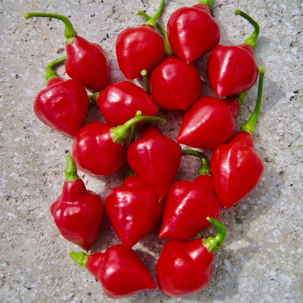 Pepper Hot Spinning Tops