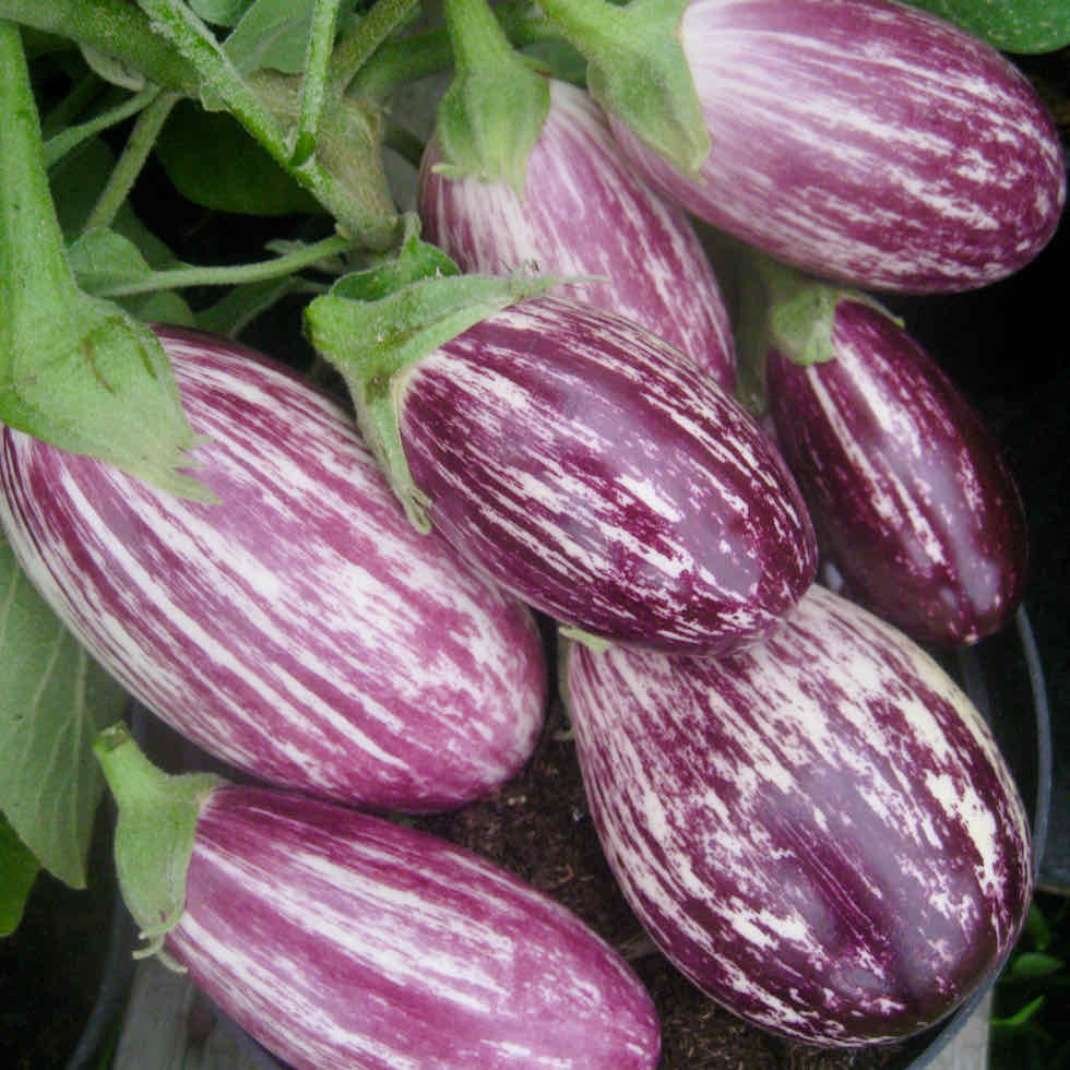 Eggplant Raspberry Ripple F1