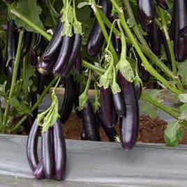 Eggplant Sausage Black F1