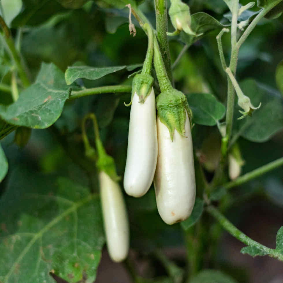 Eggplant Sausage White F1