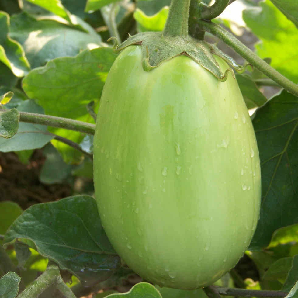 Eggplant Stuffer Green F1