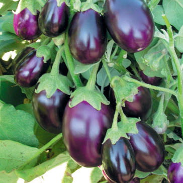 Eggplant Stuffer Purple F1