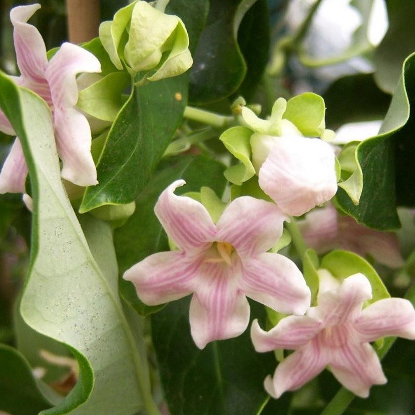 Araujia Sericifera