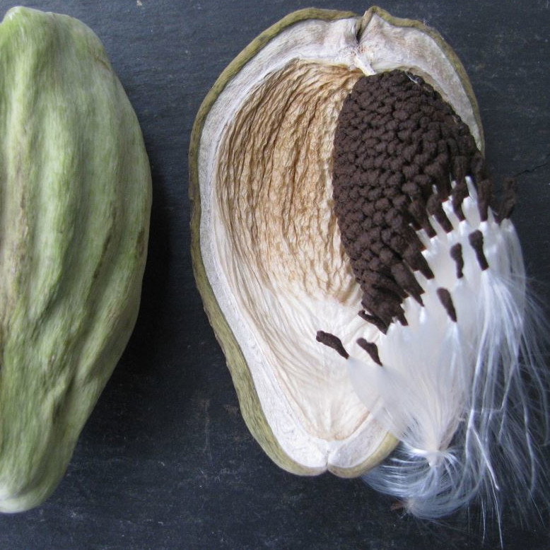 Araujia Sericifera
