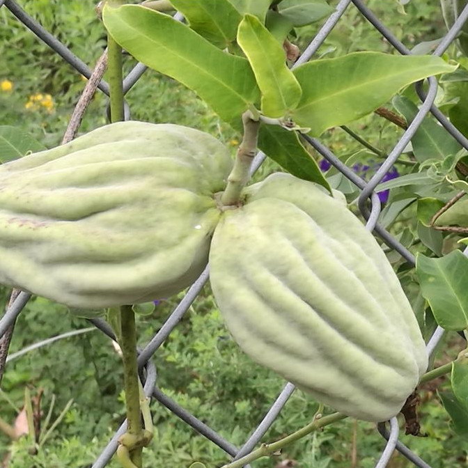 Araujia Sericifera