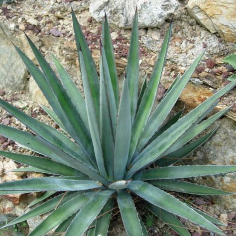 Agave Funkiana