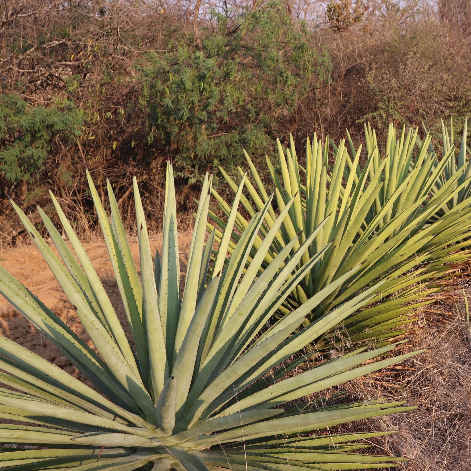 Agave Karwinskii