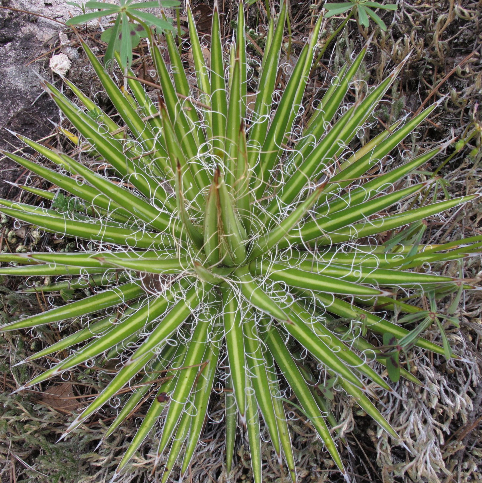 Agave Multifilifera