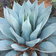 Agave Sp Azul Monterrey
