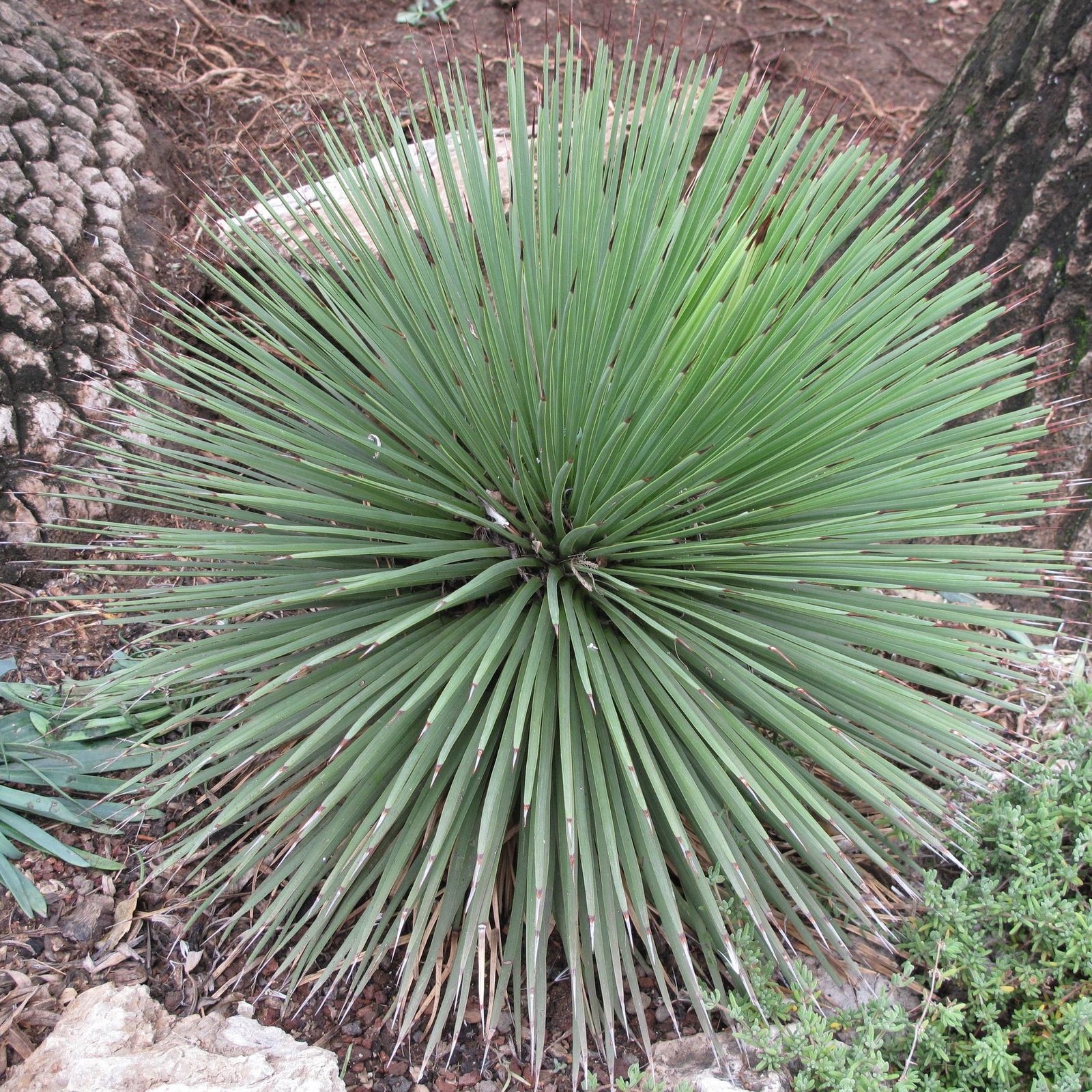Agave Stricta