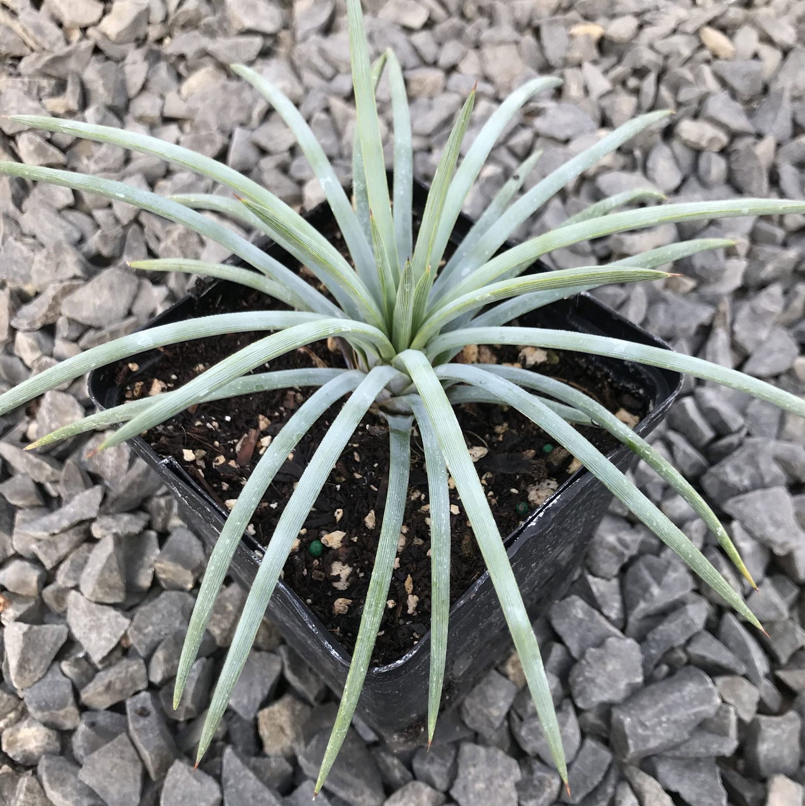 Agave Tenuifolia