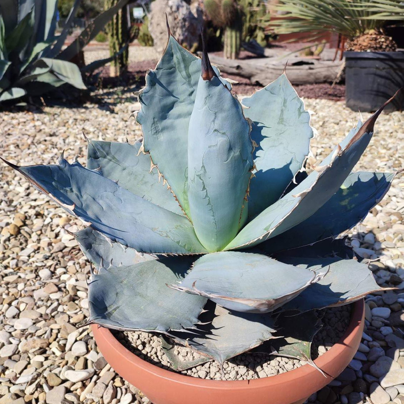 Agave Titanota Blue Seeds | Hot Climate & Desert Plant Seeds