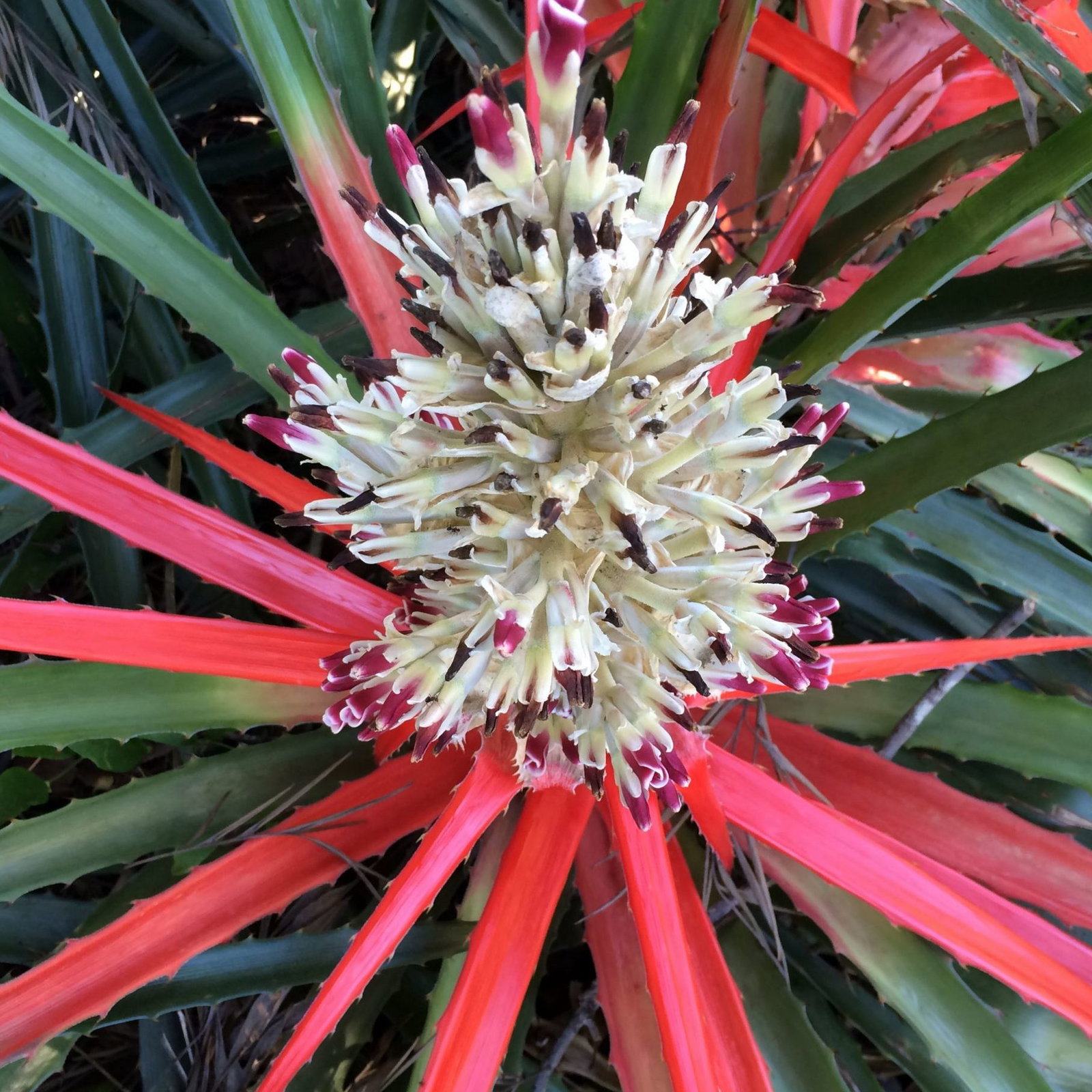 Bromelia Pinguin