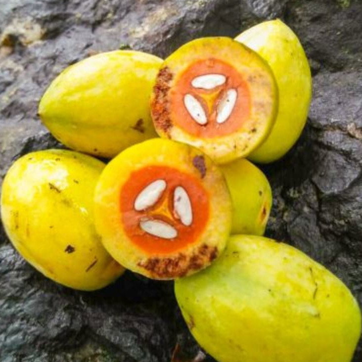 Canarium Subulatum
