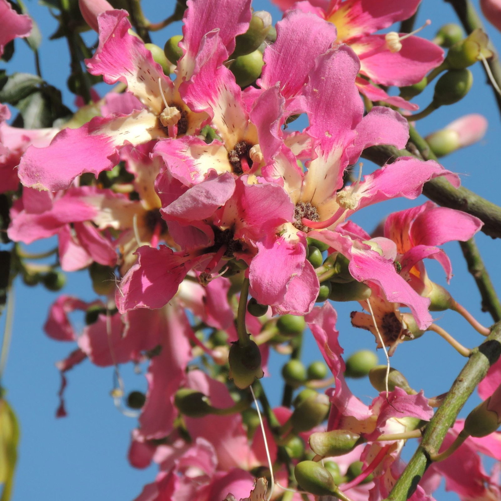Ceiba Speciosa