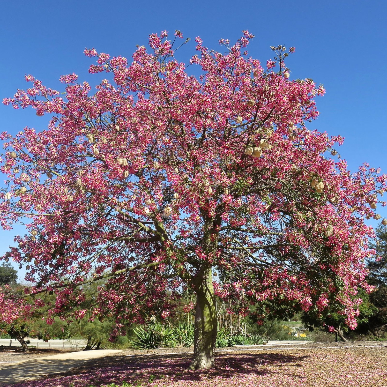Ceiba Speciosa